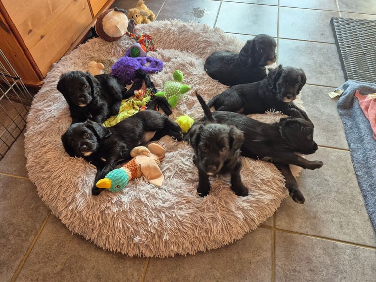 Poodle cross puppies for sale