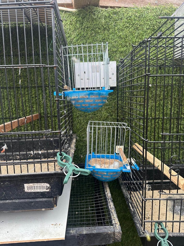 Bird cages 