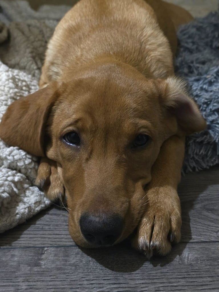 Female labrador 