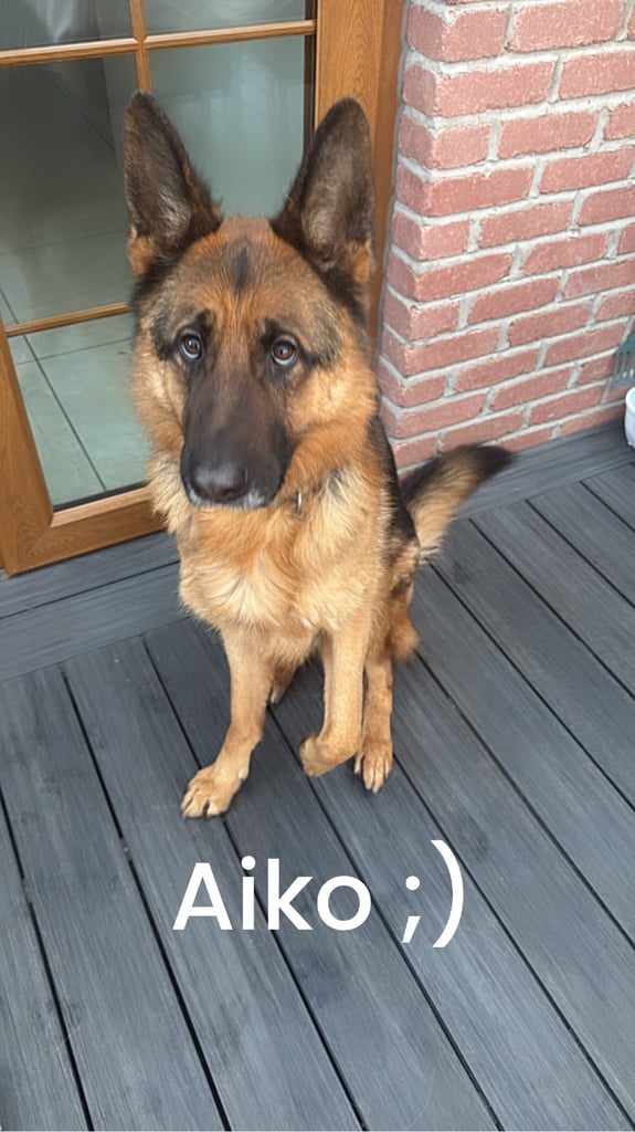 German Shepherd Male