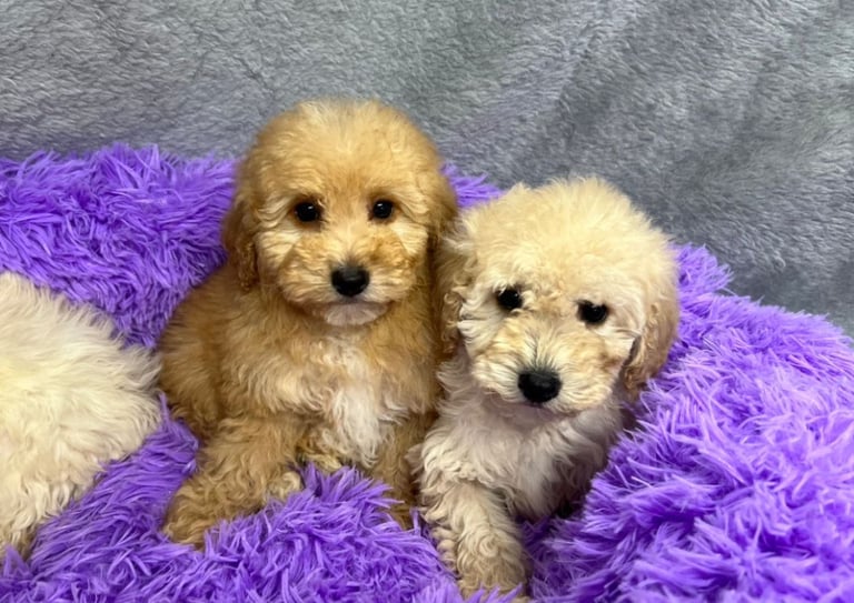 Toy Poodle X Dogs Puppies For