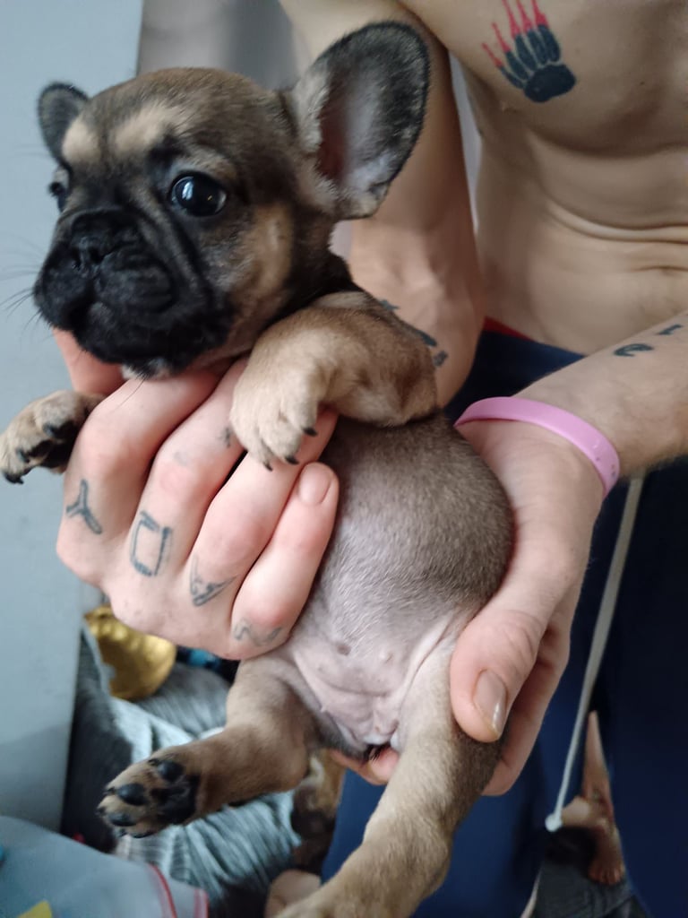 French bulldog only girl  left urgent 