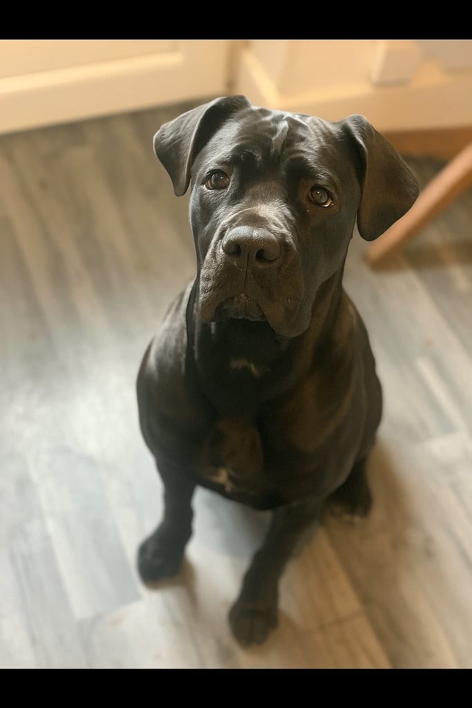 Female cane corso for rehoming