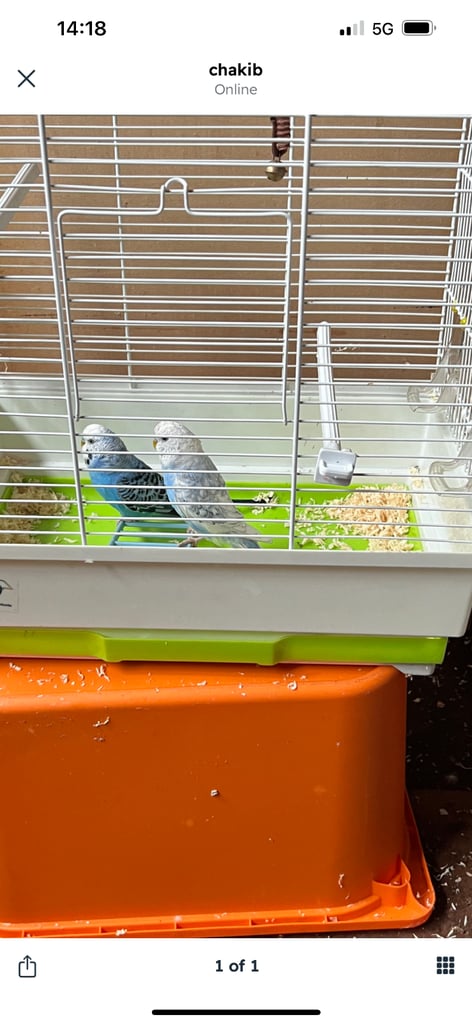 Pair of budgies with cage