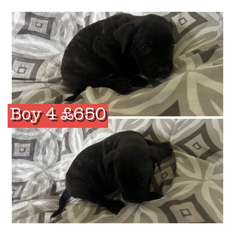 Stunning staffy X cane corso puppies 
