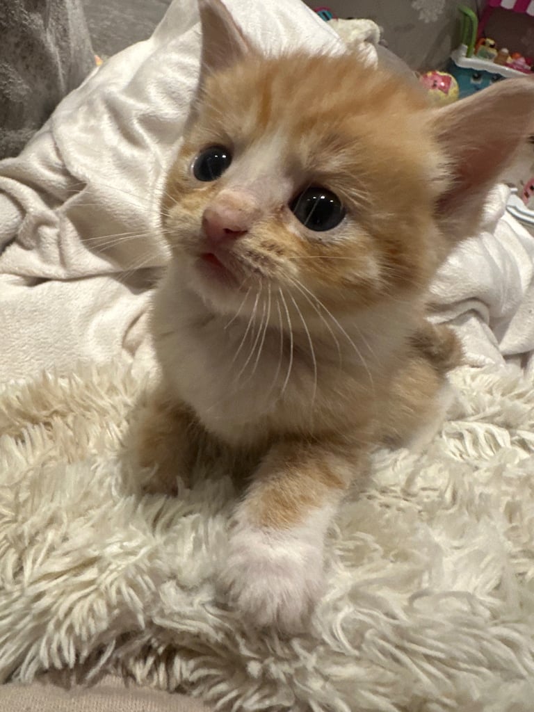 Ragdoll kittens for sale 