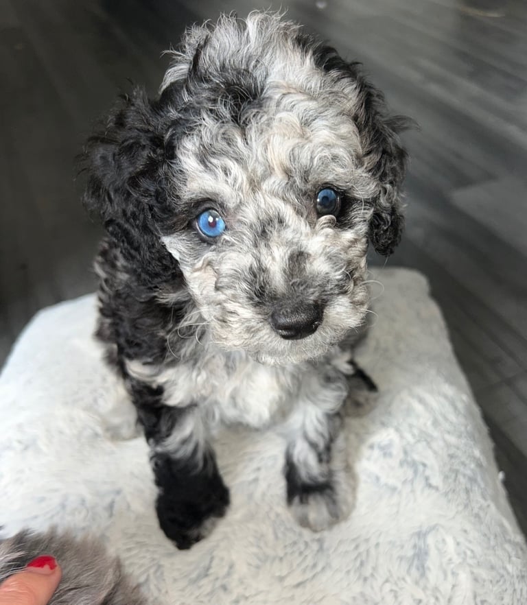 Fb1 bedipoo merl puppies