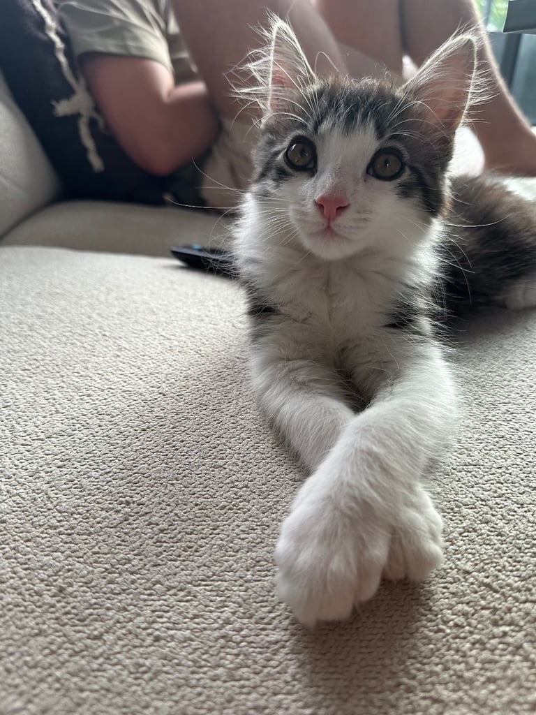 Male British long hair / Maine coon 6 month old - neutered, jabbed etc 
