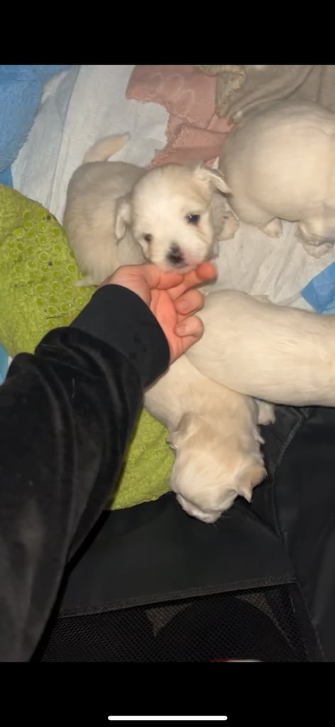 3 girls and 3 boys Maltese puppies 