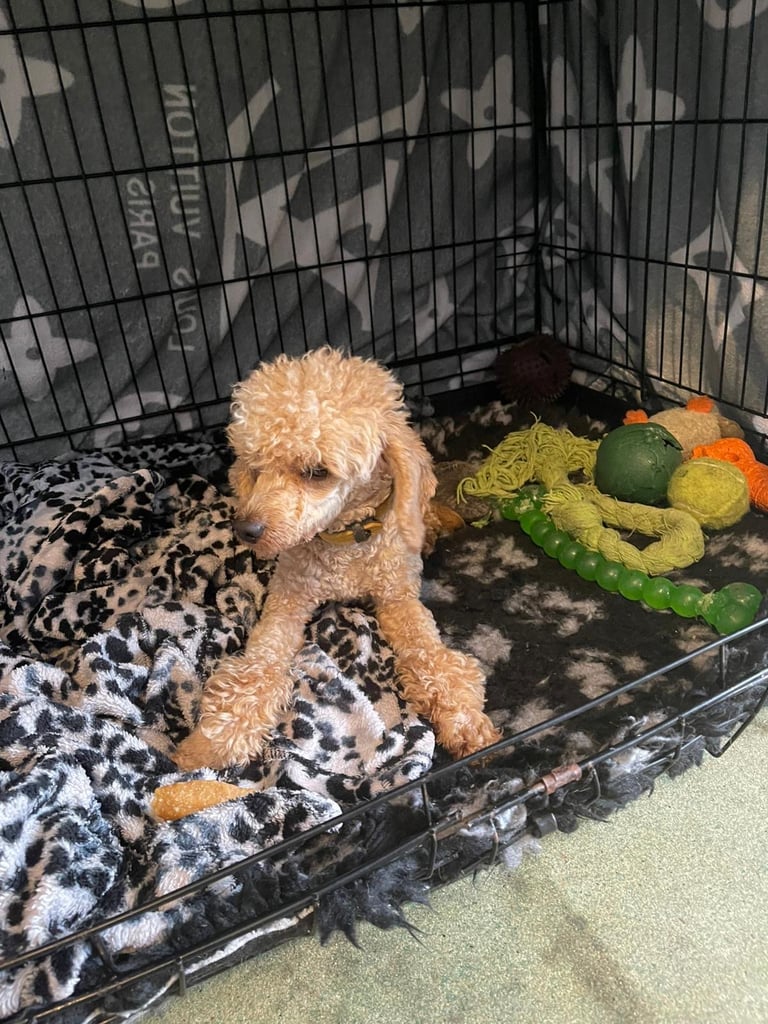 Miniature poodle male 