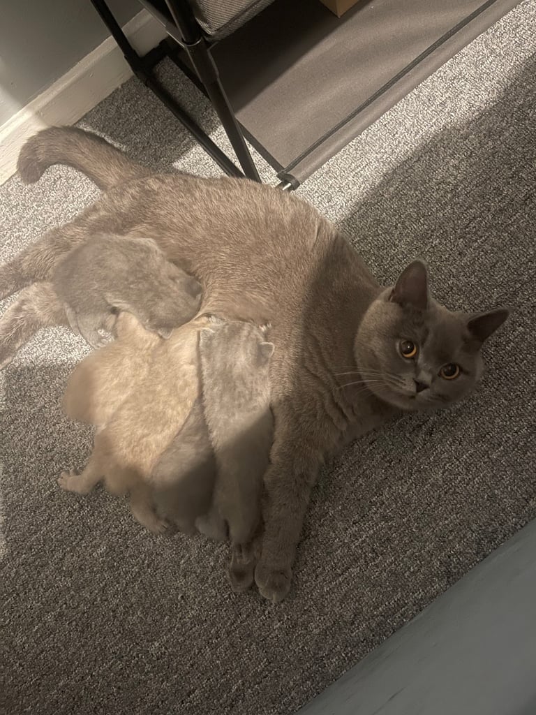 British shorthair kittens 