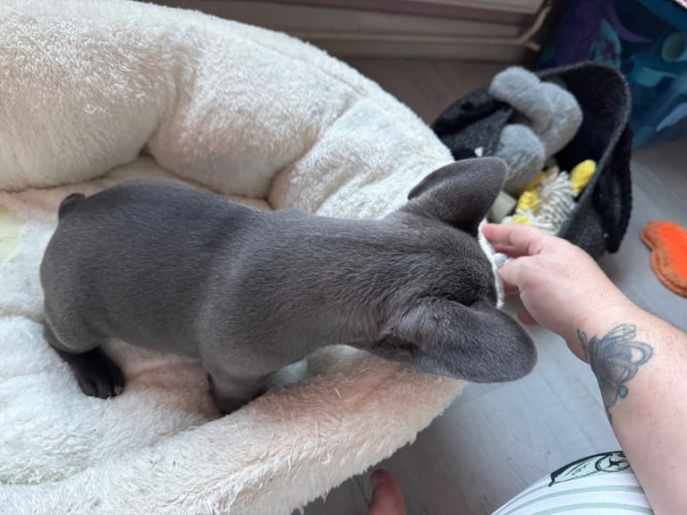 French bulldog puppy