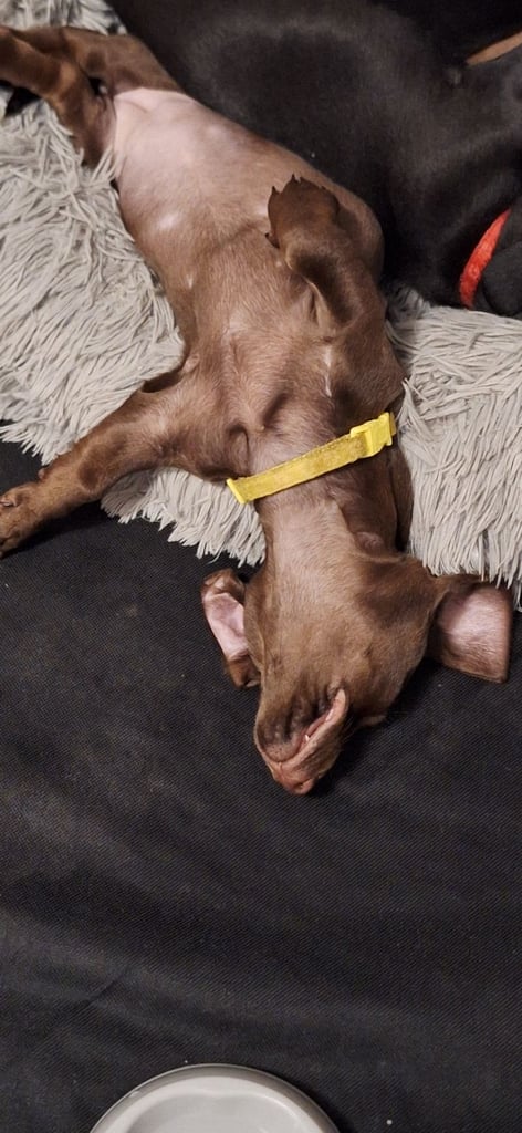 Miniature dachshund's READY TO GO