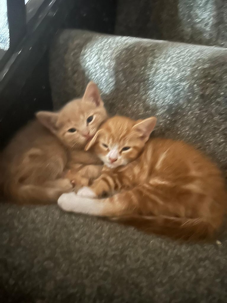2 male kittens for sale 