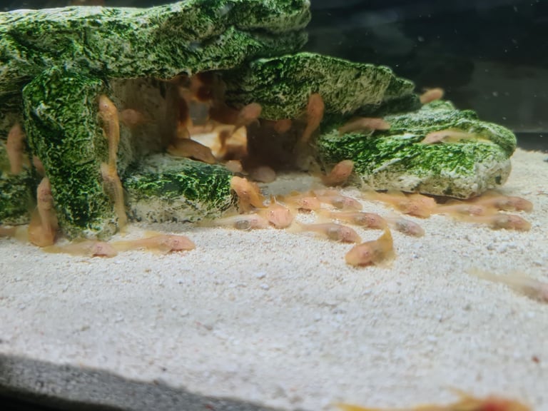 Baby gold bristlenose 