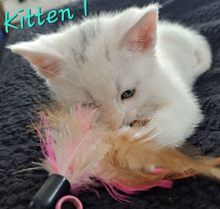 4 Stunning kittens for sale