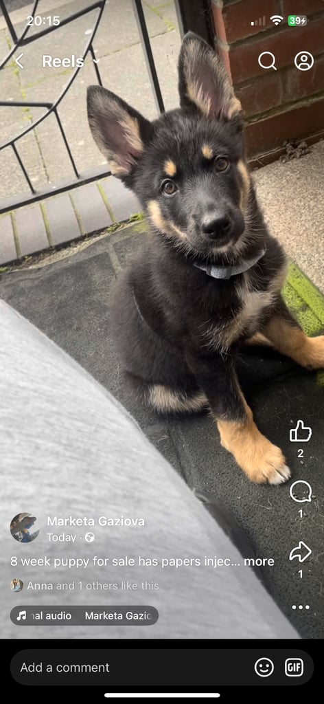 German shepherd crossed husky puppy