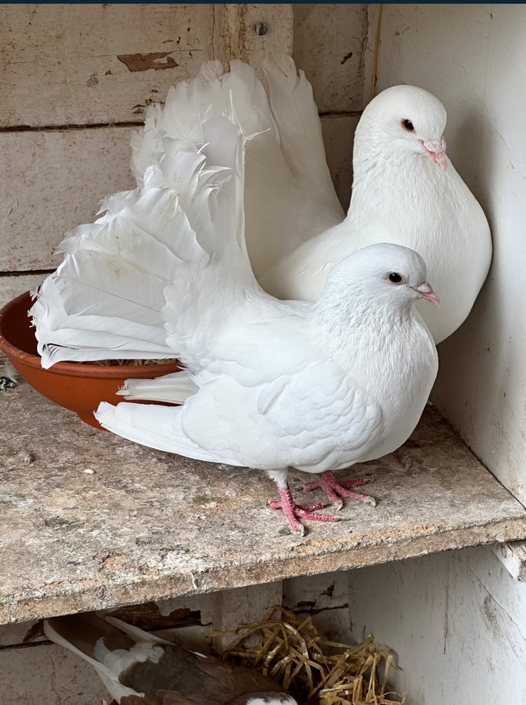  Pigeons 