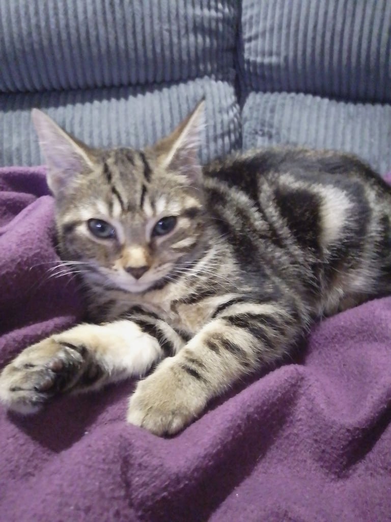 Female tabby Kitten 
