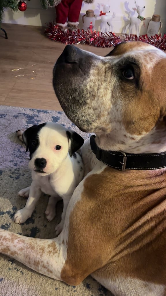 Beautiful American Bulldog Bonnie 