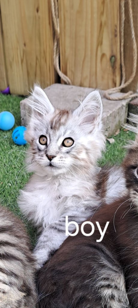 Maine coon  kittens 