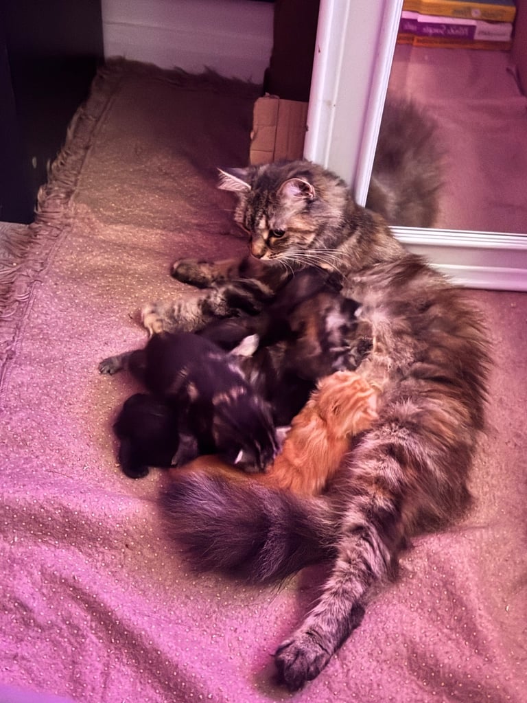 5 beautiful fluffy kittens (mum is half maine coon) 