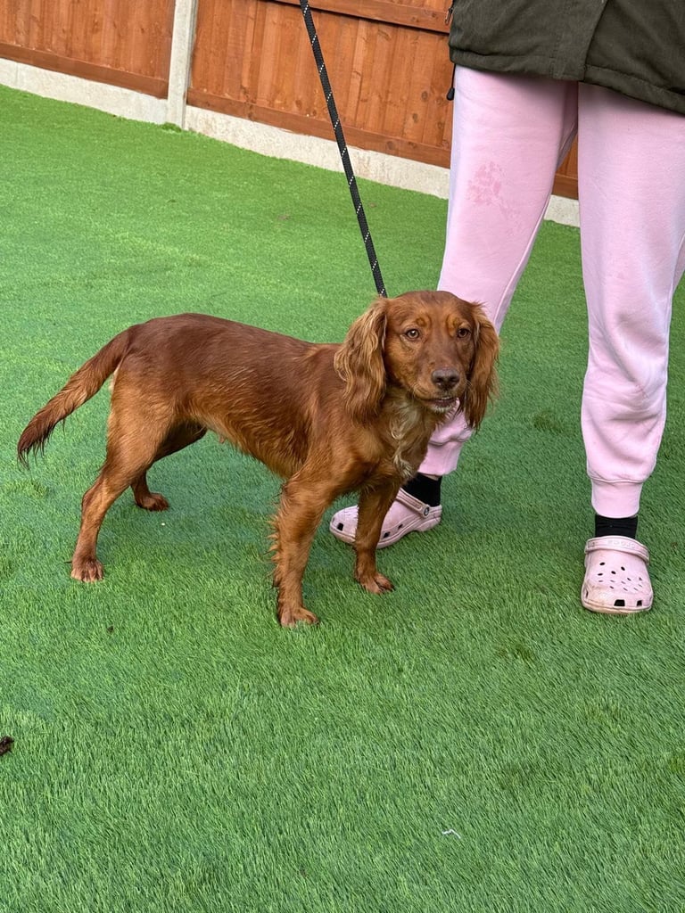 image for Cocker spaniel 