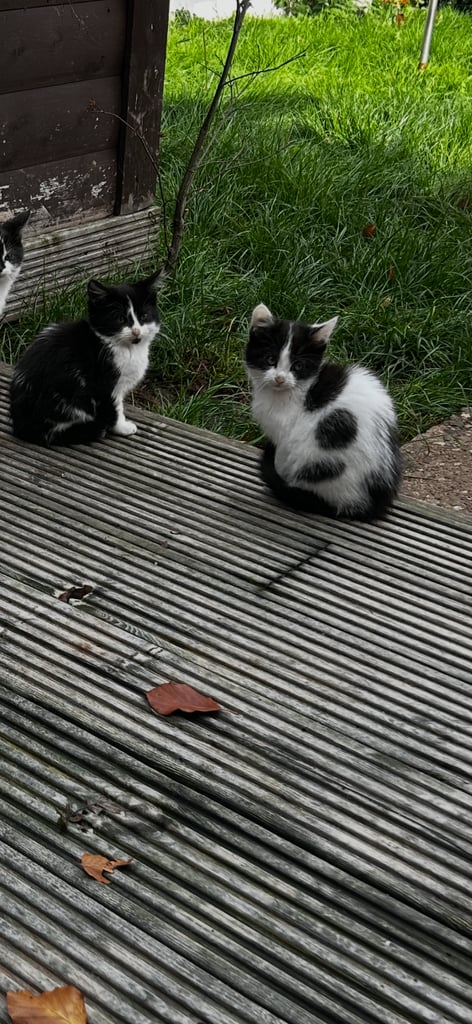 Beautiful kittens for sale