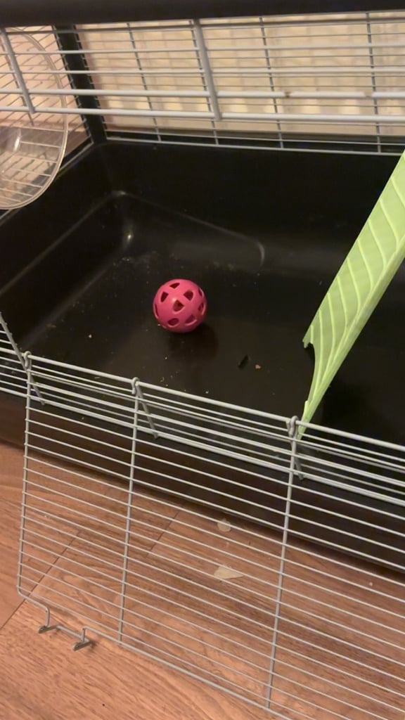 Rat cage barely was used 