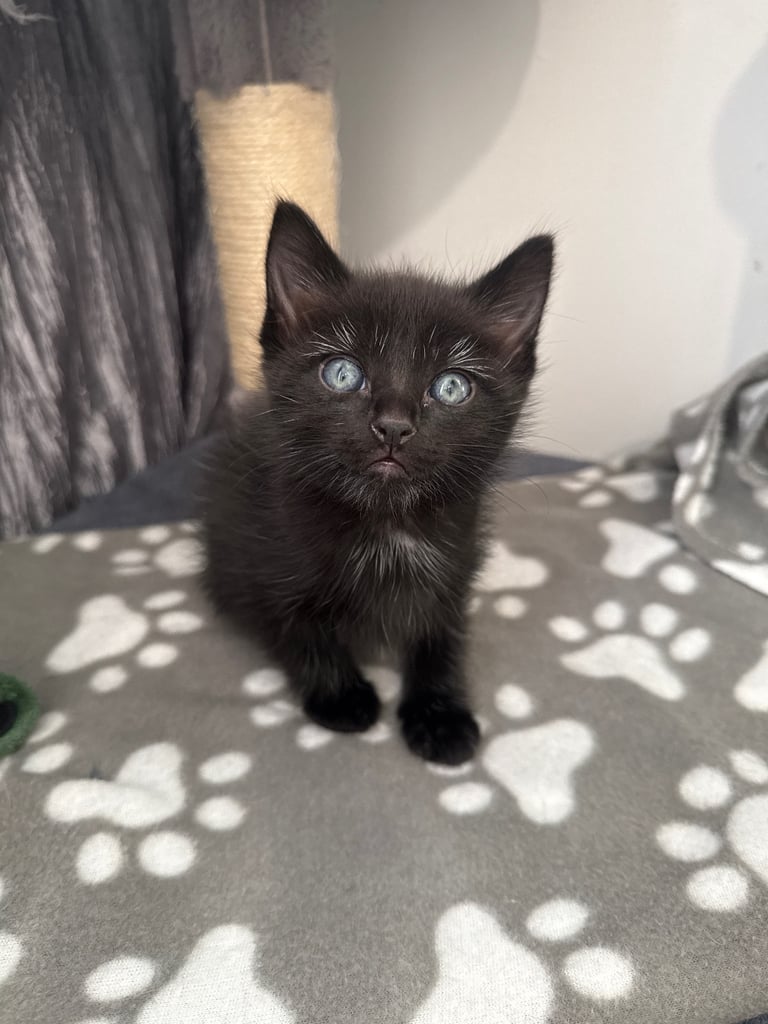 Ragdoll & British Shorthair mix Kitten 