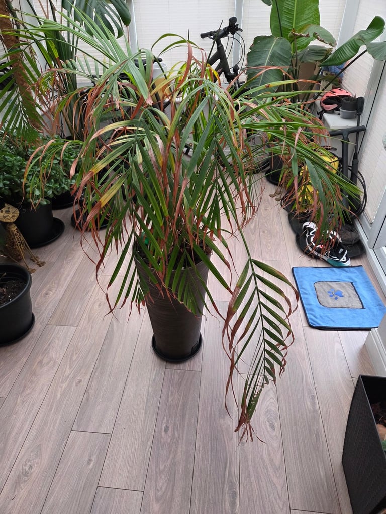 image for Areca Palm 