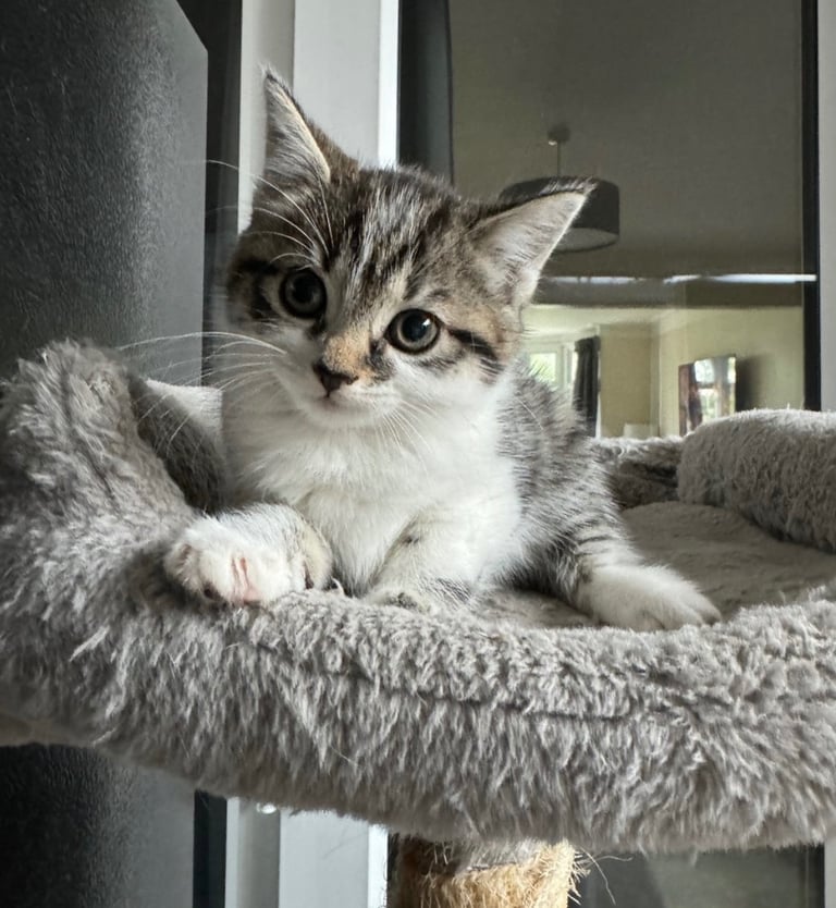 Domestic shorthair kitten 