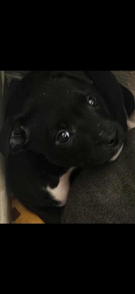 Staff Pups