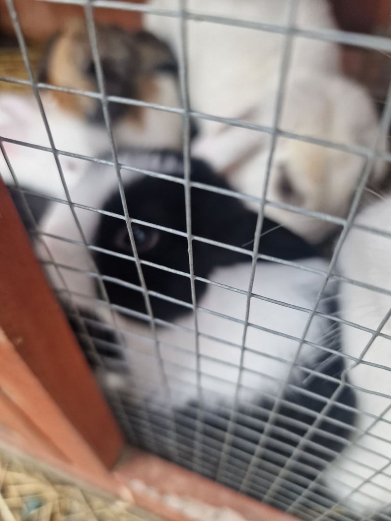 baby rabbits for sale x 5