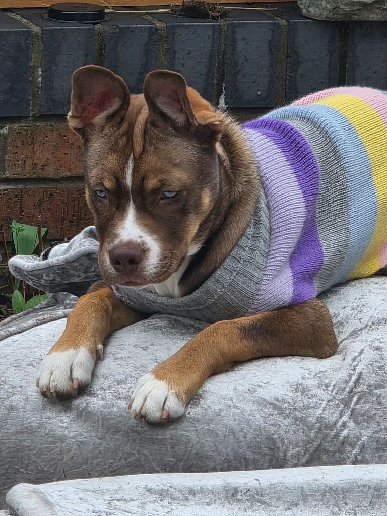 French bulldog cross husky 