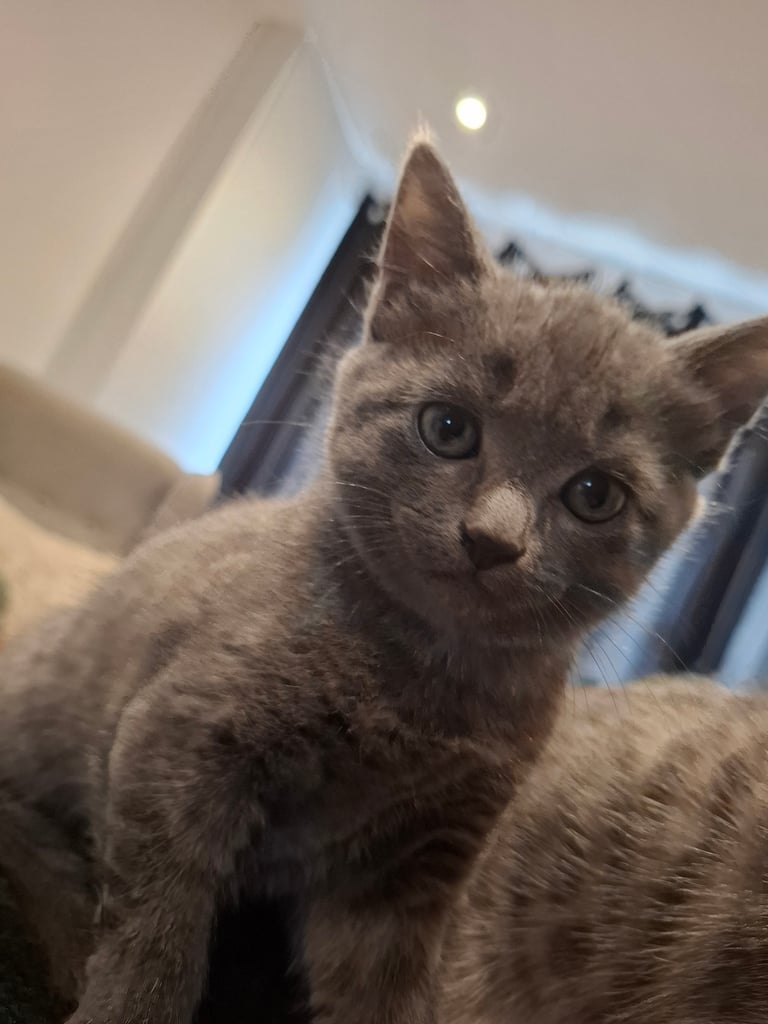Grey kitten ready now 