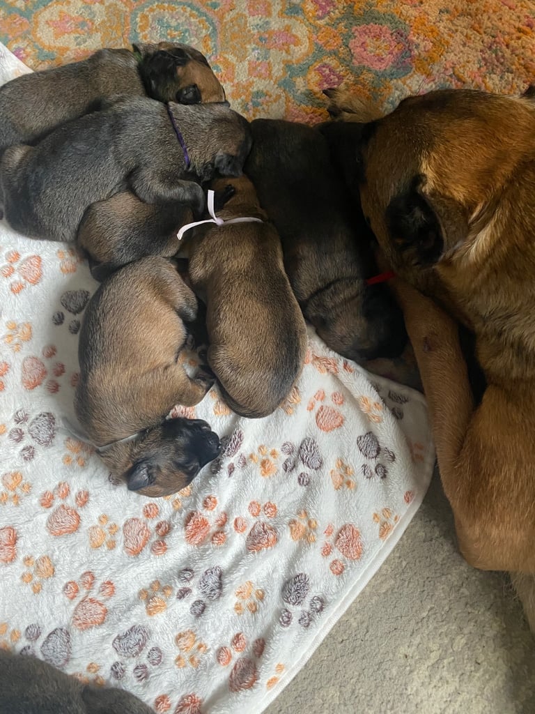 Belgium malinois x bull lurcher puppy’s 