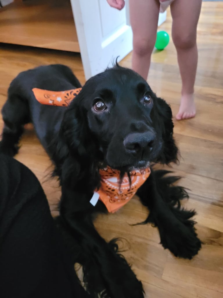 Cocker Spaniel 4 years old 