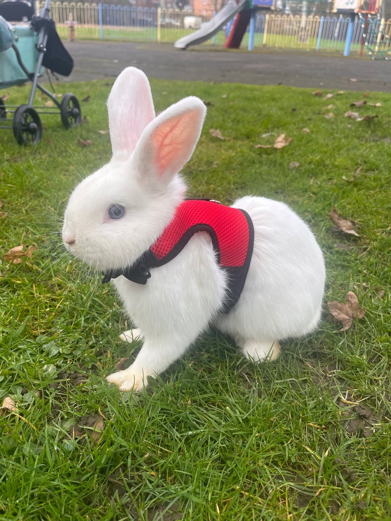 Rabbits for sale