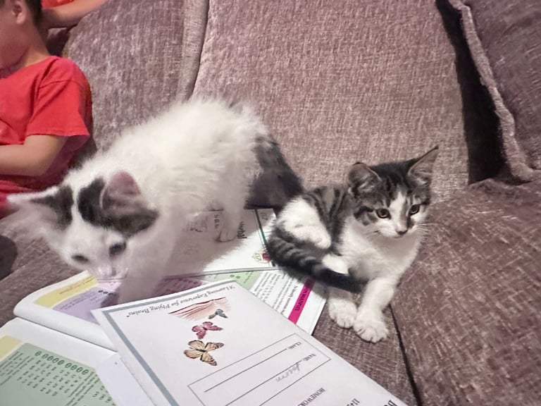 🐾 Adorable 3 male Kittens Ready for Their Forever Homes! 🐾