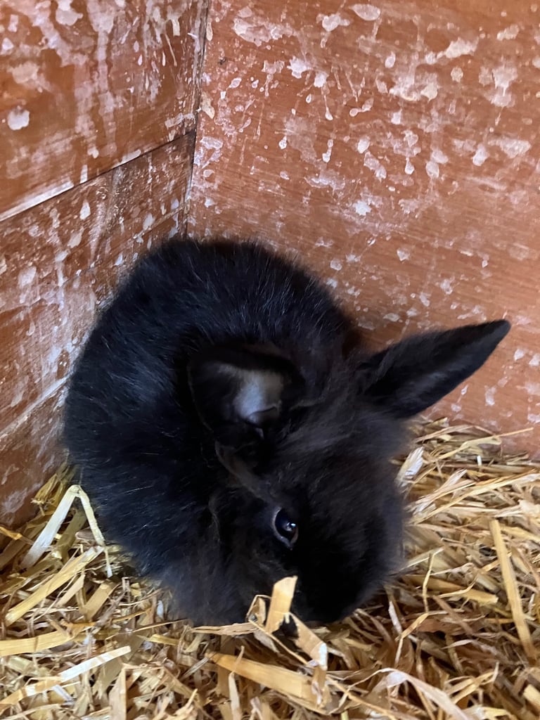 Baby rabbits for sale