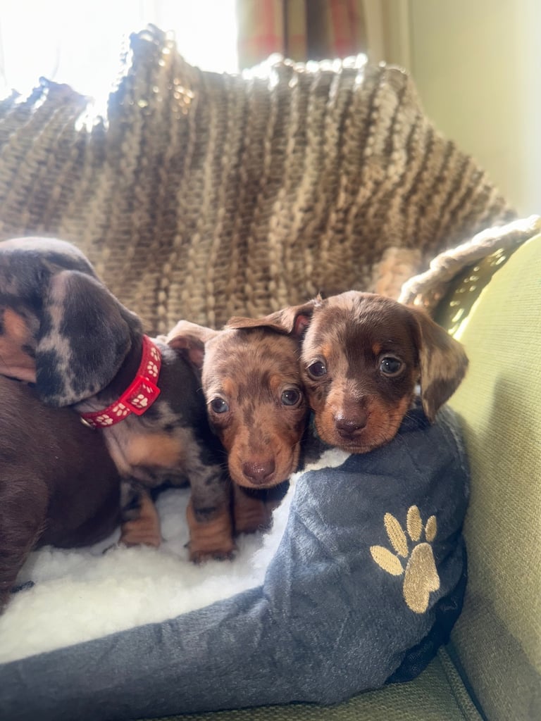 Ready to go! 1 boy left Miniature dachshunds puppies 