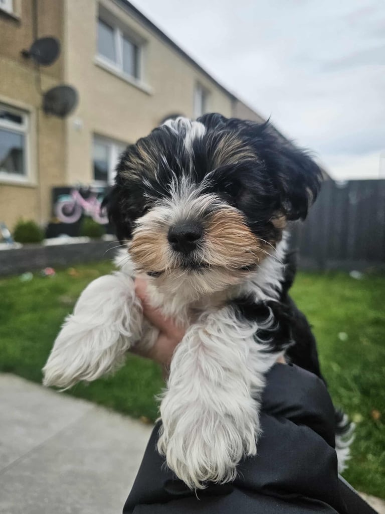 Yorkshire terrier Tricolor.  Ready now