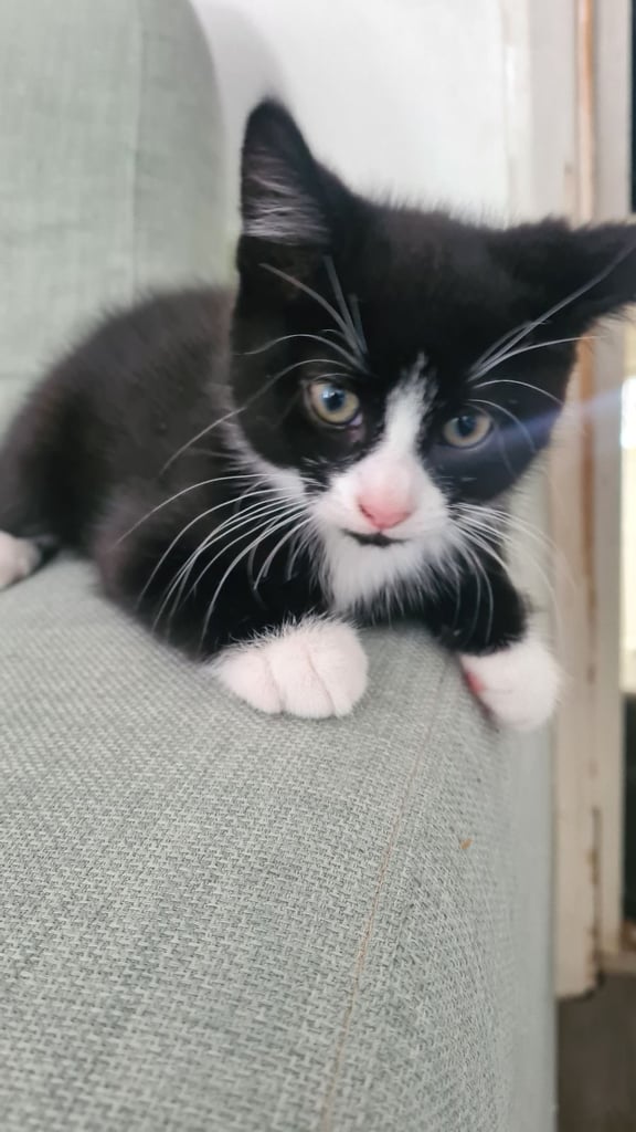 Female Kittens 10 weeks , ready for new home