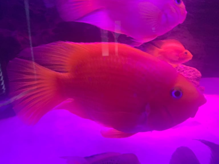 Parrot fish 9