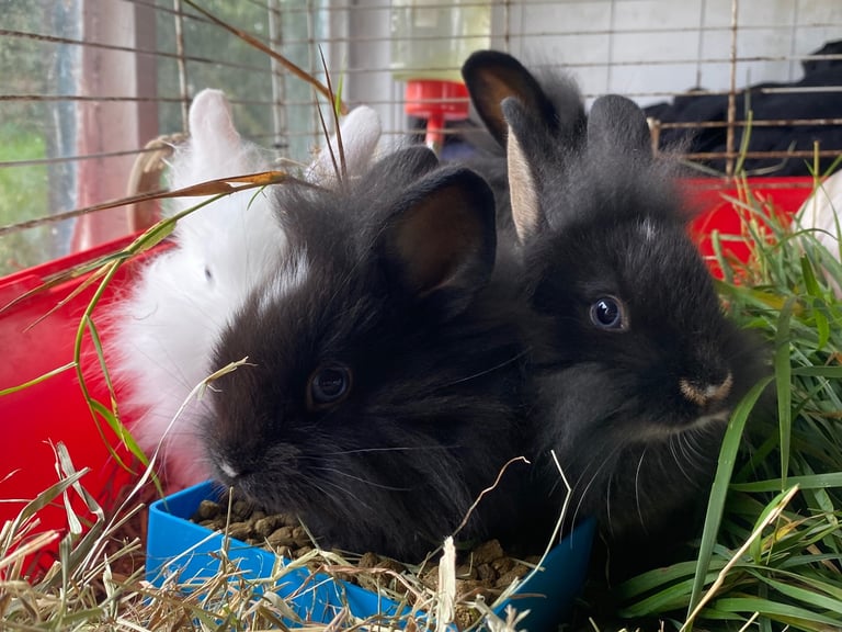 The lion head cross lop