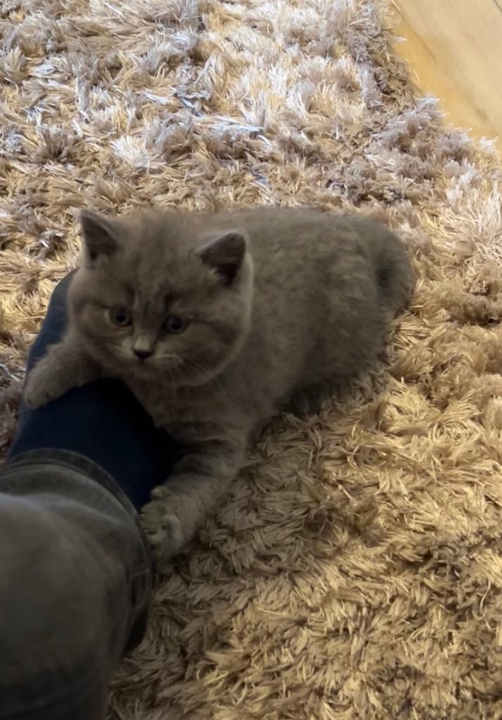 British shorthair 