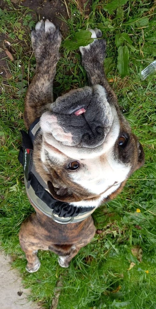 Kc English bulldog 