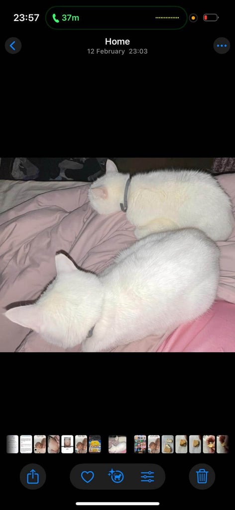 2 WHITE CATS