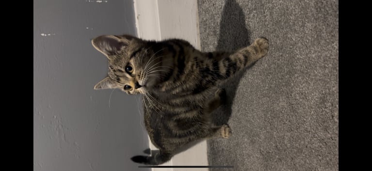 2 Lovely kittens for sale